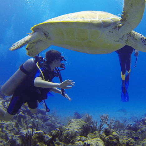 Pros and Cons of Staying in Resort Rentals in Maui